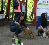  Staffordshire Bull Terrier 
